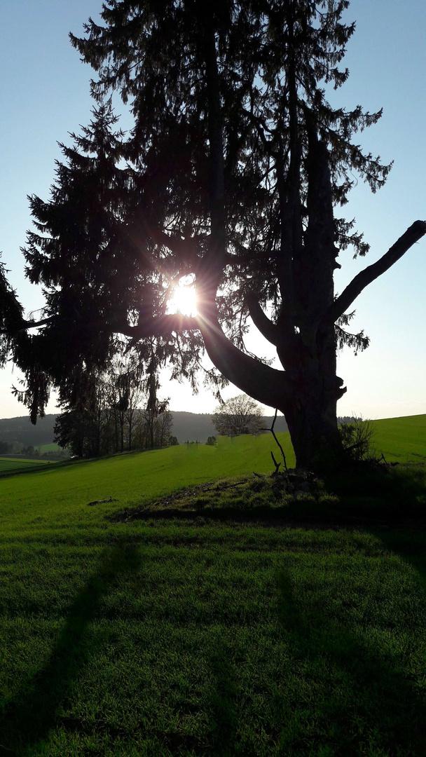 Solitär im Abendlicht