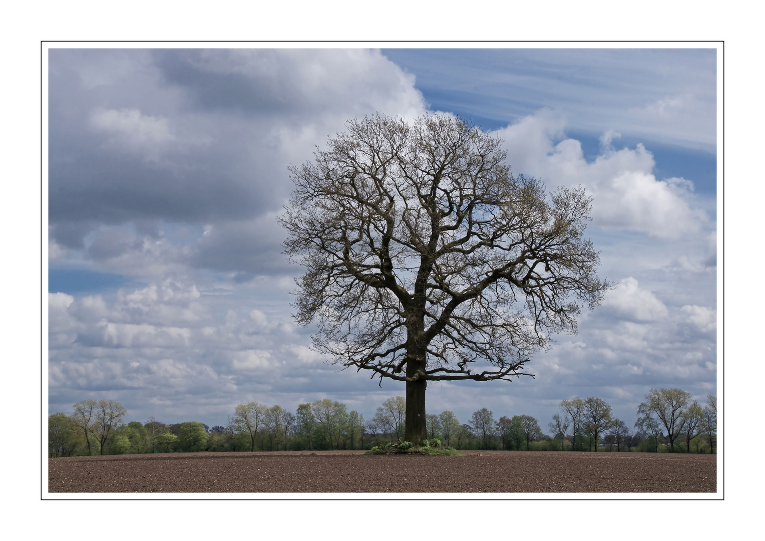 Solitär im April