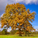 Solitär im "Goldenen Oktober"