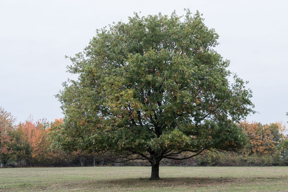 Solitär im Herbst