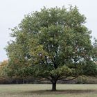 Solitär im Herbst