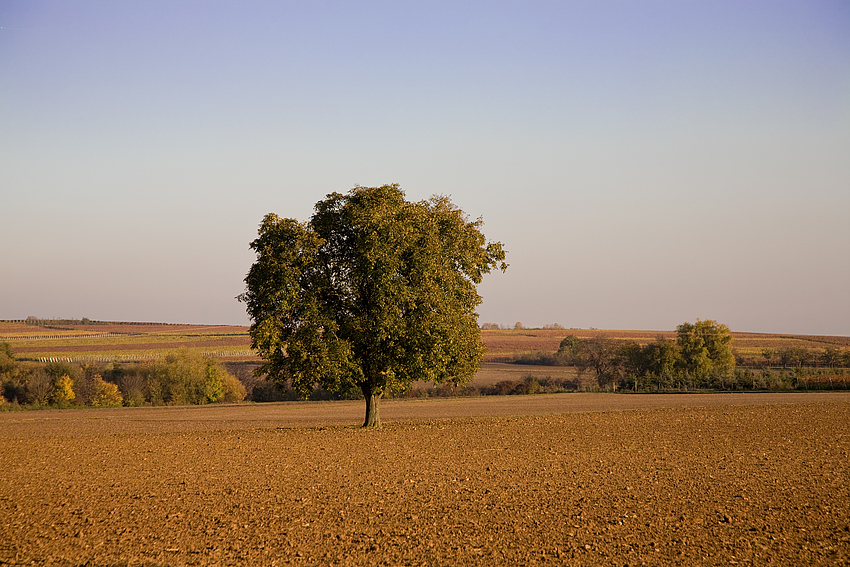 Solitaer im Herbst