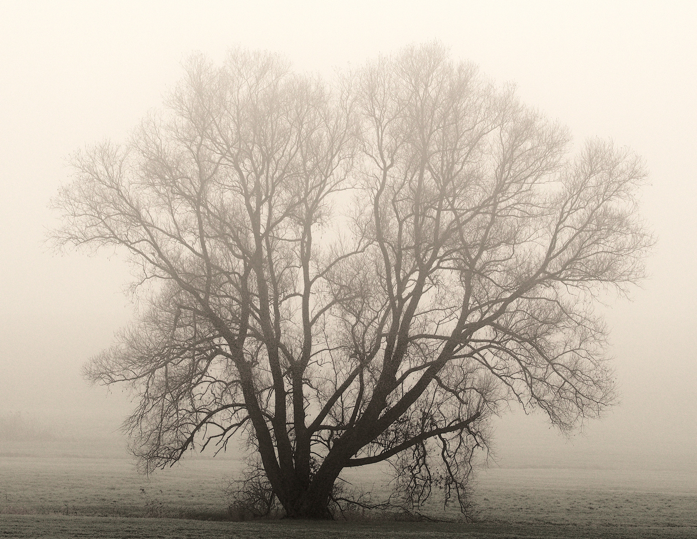 Solitär im Herbstnebel