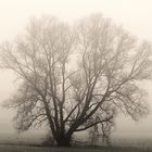 Solitär im Herbstnebel