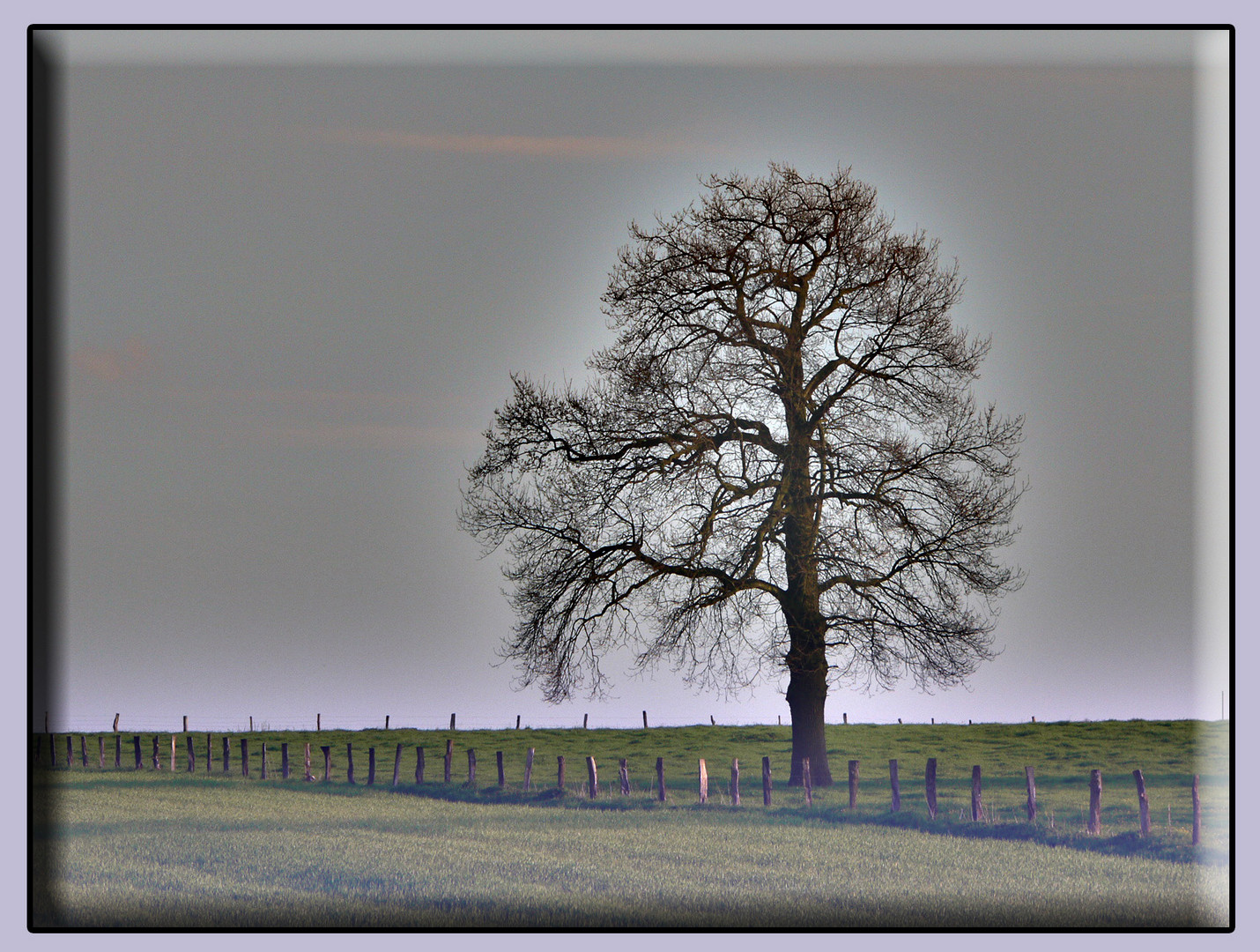 Solitär im Münsterland