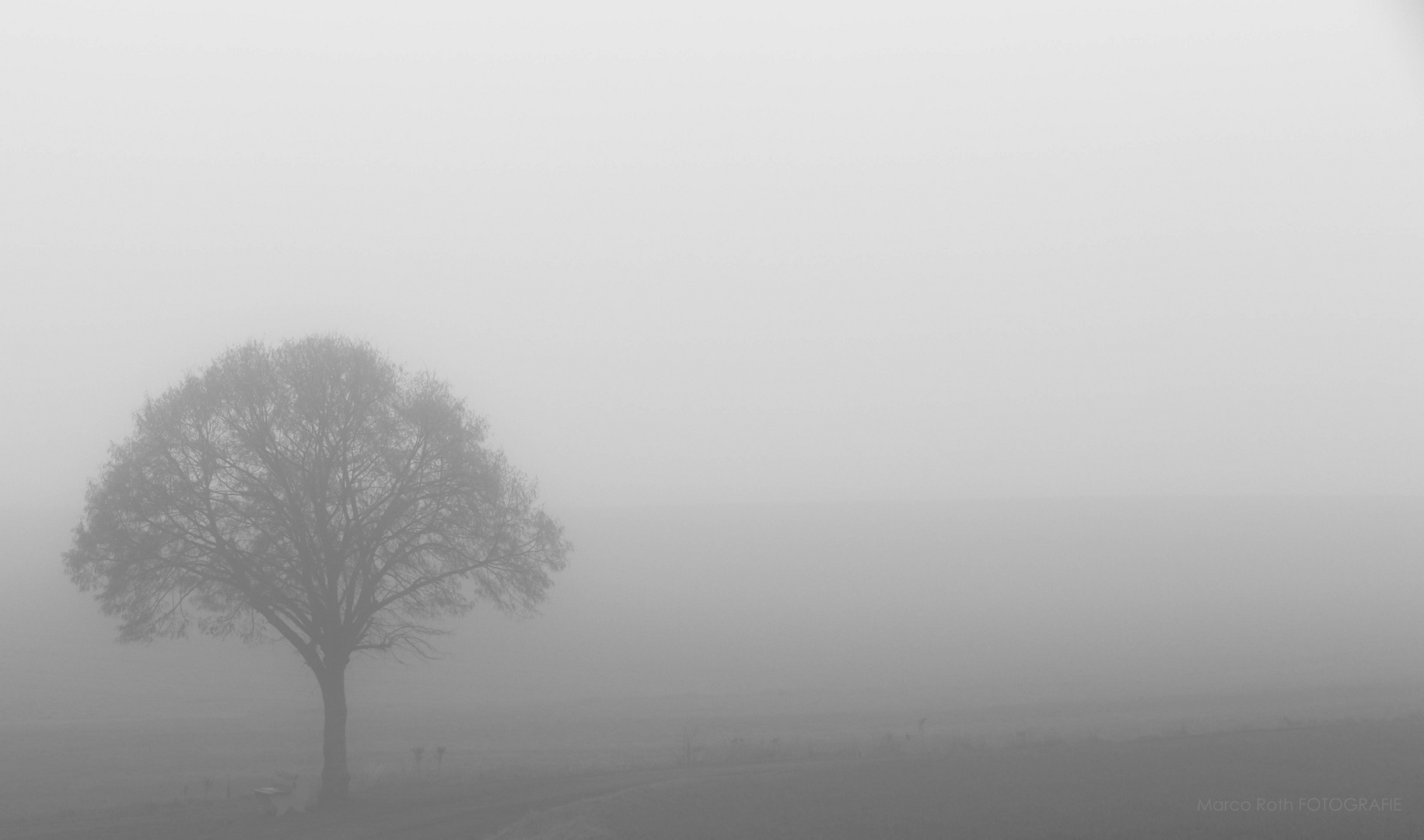 Solitär im Nebel