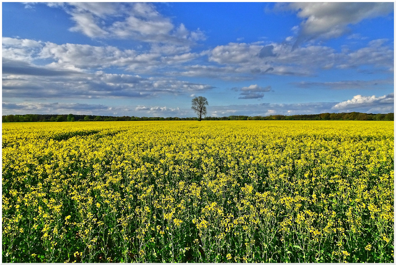 Solitär im Rapsfeld