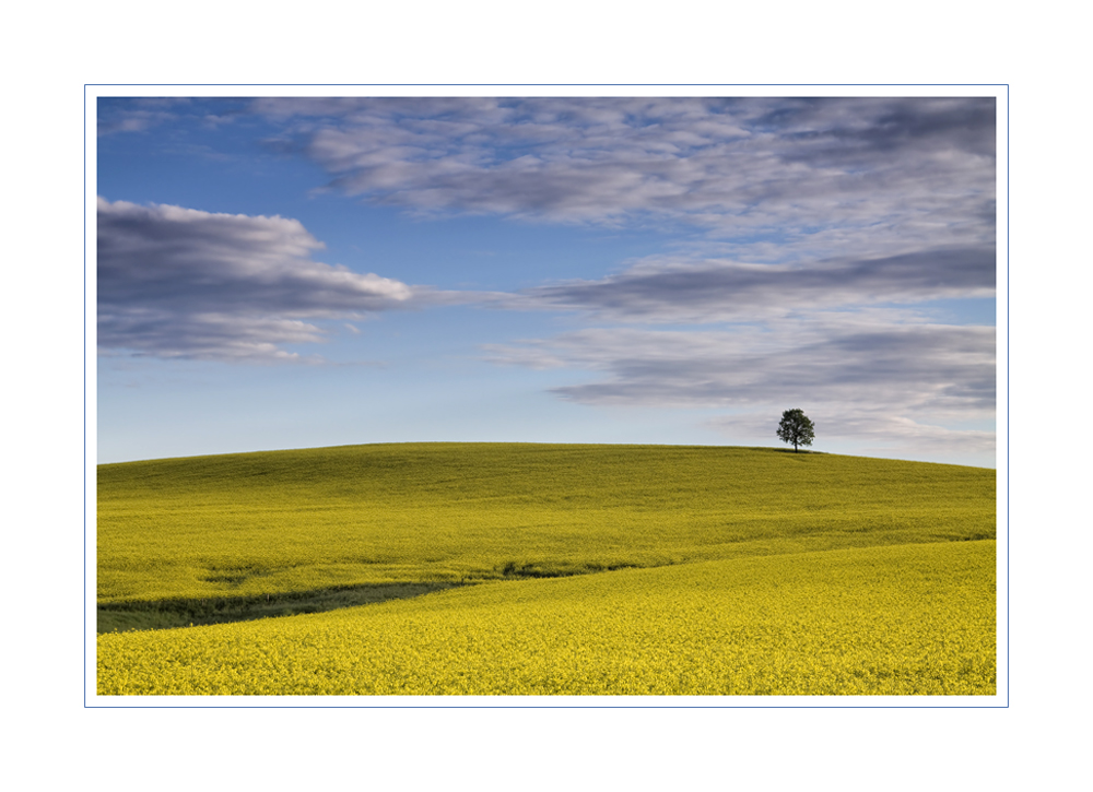 Solitär im Rapsfeld