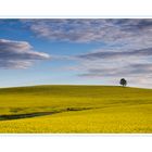 Solitär im Rapsfeld