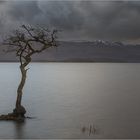 Solitär im Wasser