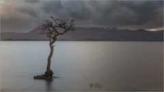 Solitär im Wasser