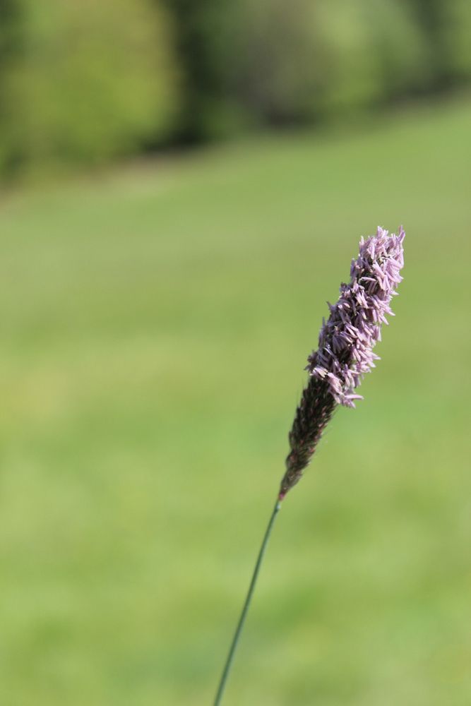 Bild Solitär Bild Solitär