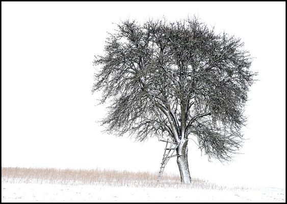 Solitär im Winter 1