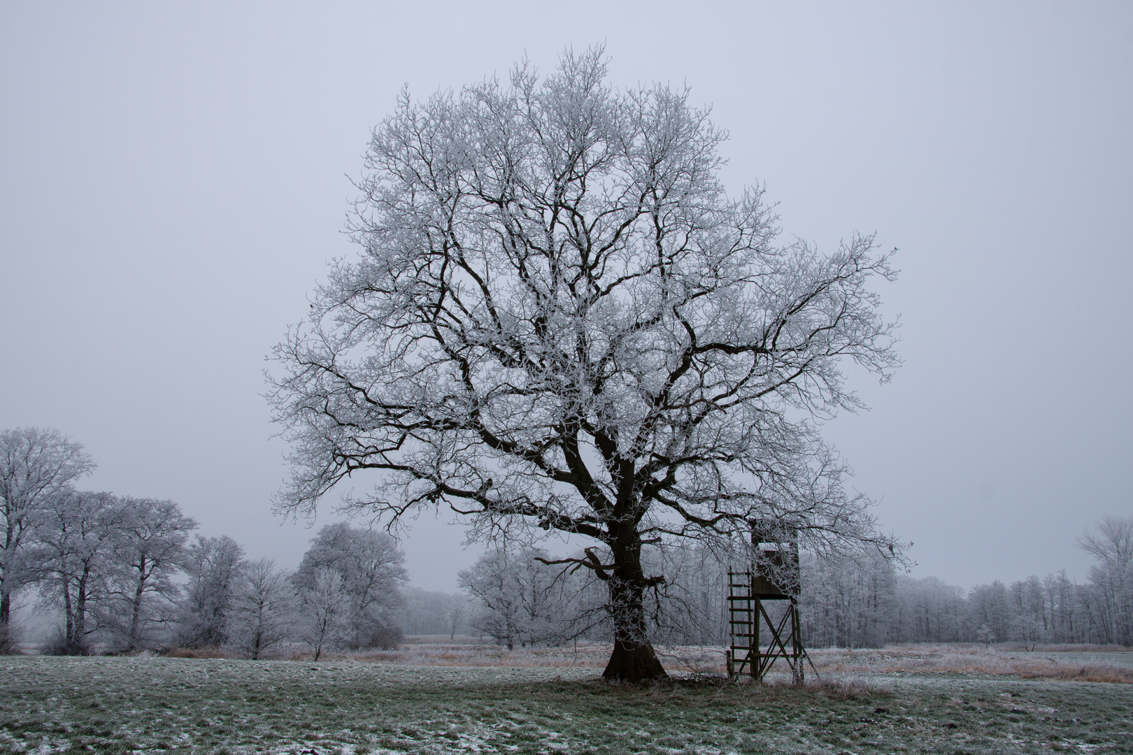 Solitär im Winter