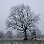 Solitär im Winter