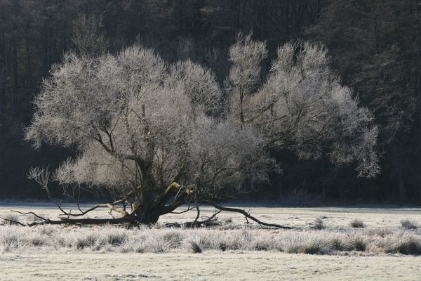 Solitär in der Morgensonne