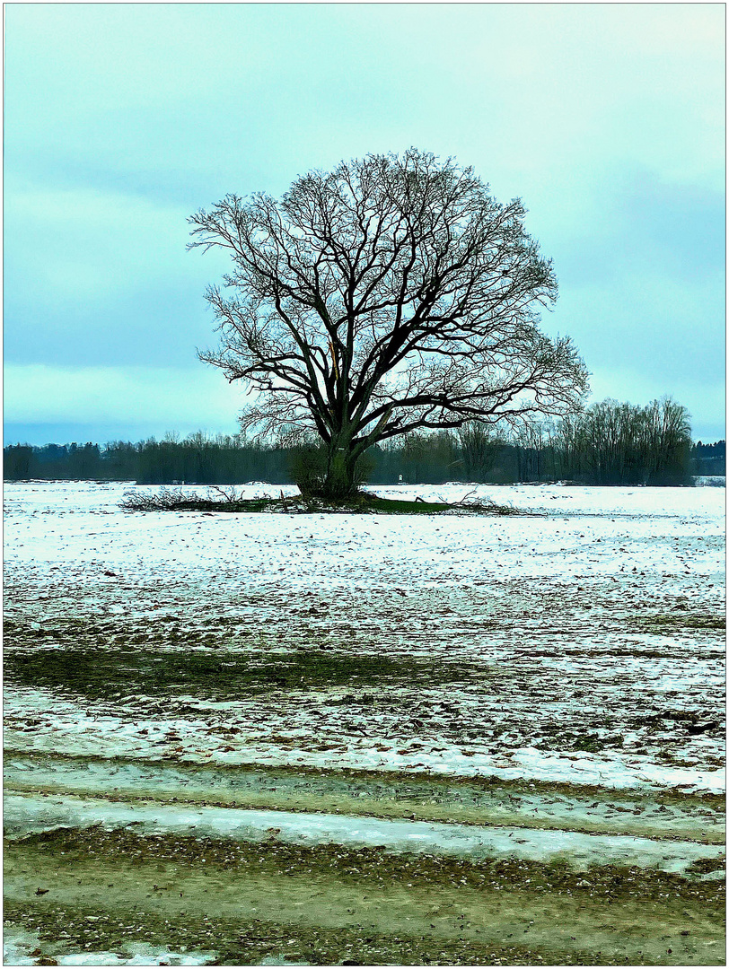 Solitär in frostiger Natur