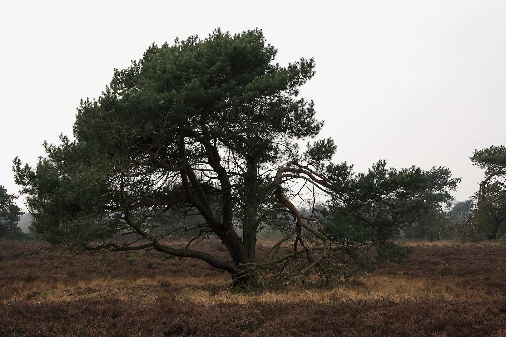 Solitär-Kiefer in der Heide