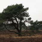 Solitär-Kiefer in der Heide