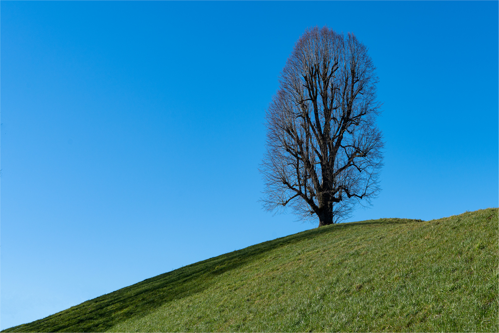 Solitär-Linde