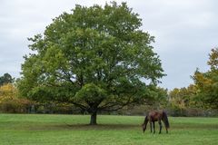 Solitär mit Pferd