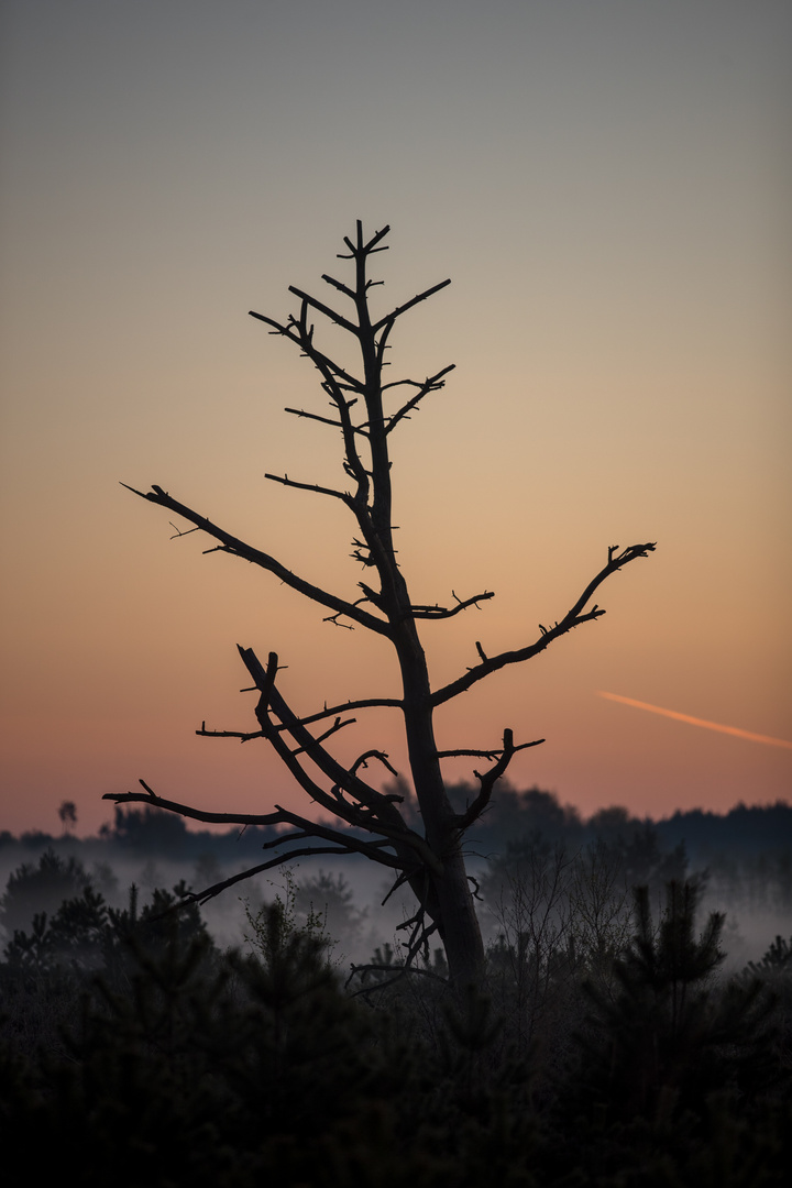 Solitär  - Silhouette -