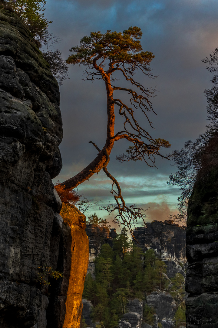 Solitär zum Sonnenaufgang