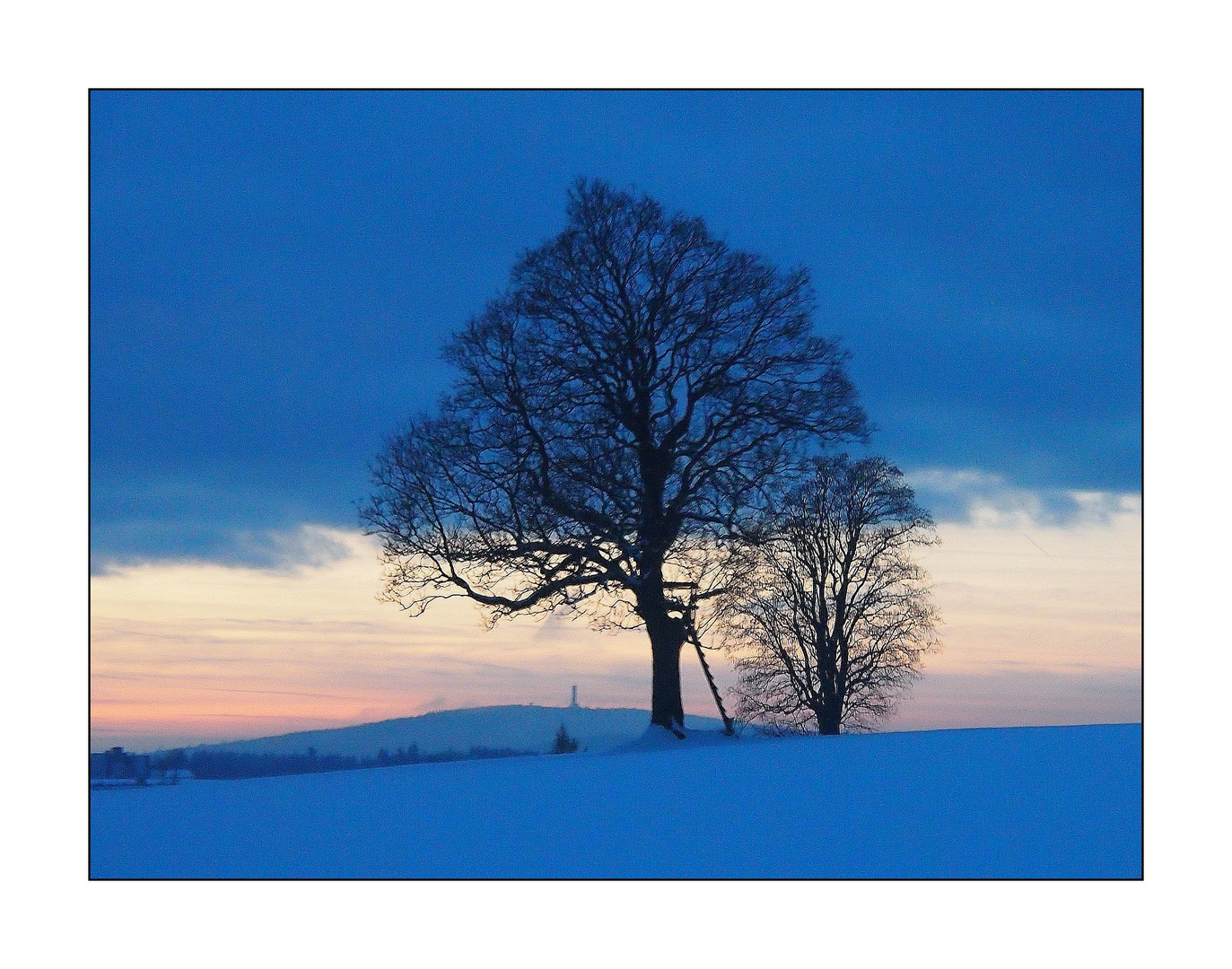 Solitärbäume