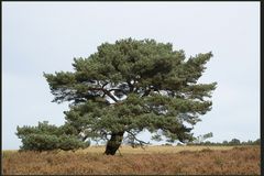 Solitärbaum