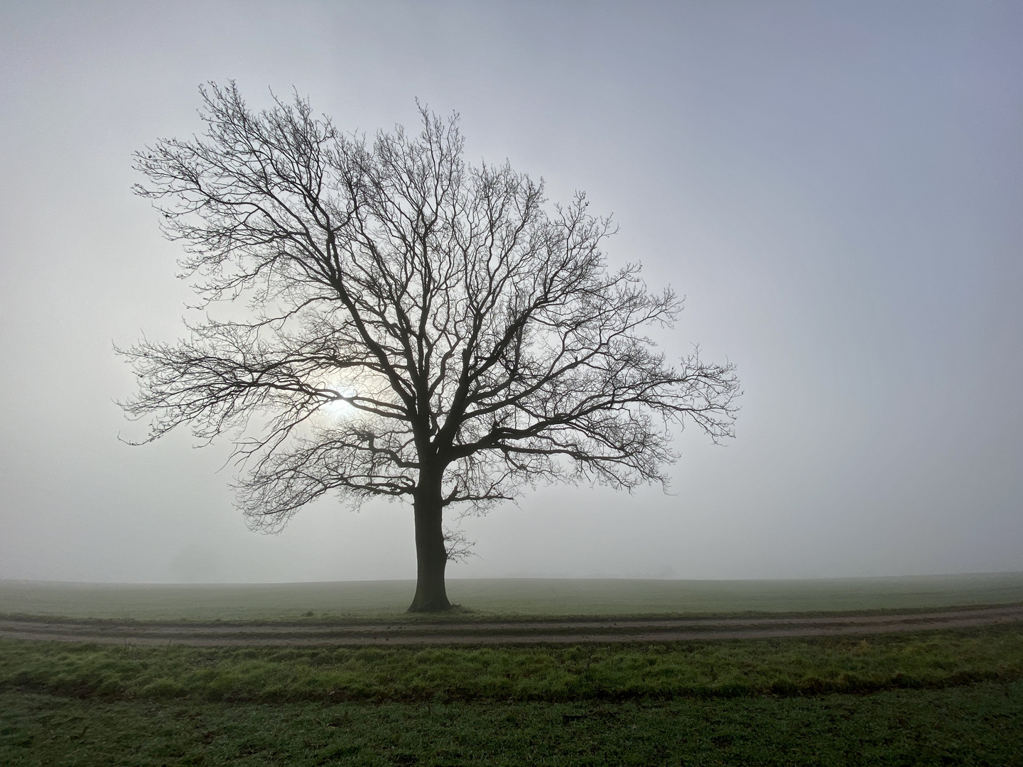 Solitärbaum