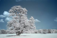 Solitärbaum