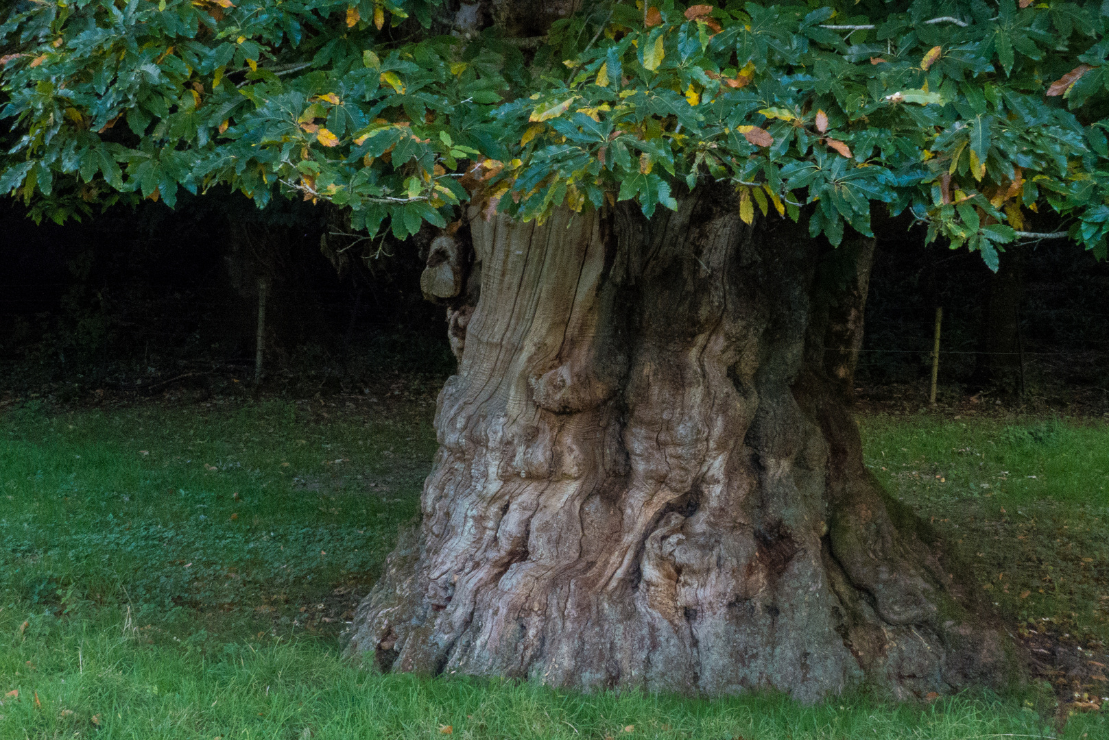 Solitärbaum