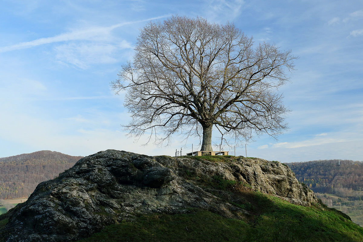 Solitärbaum