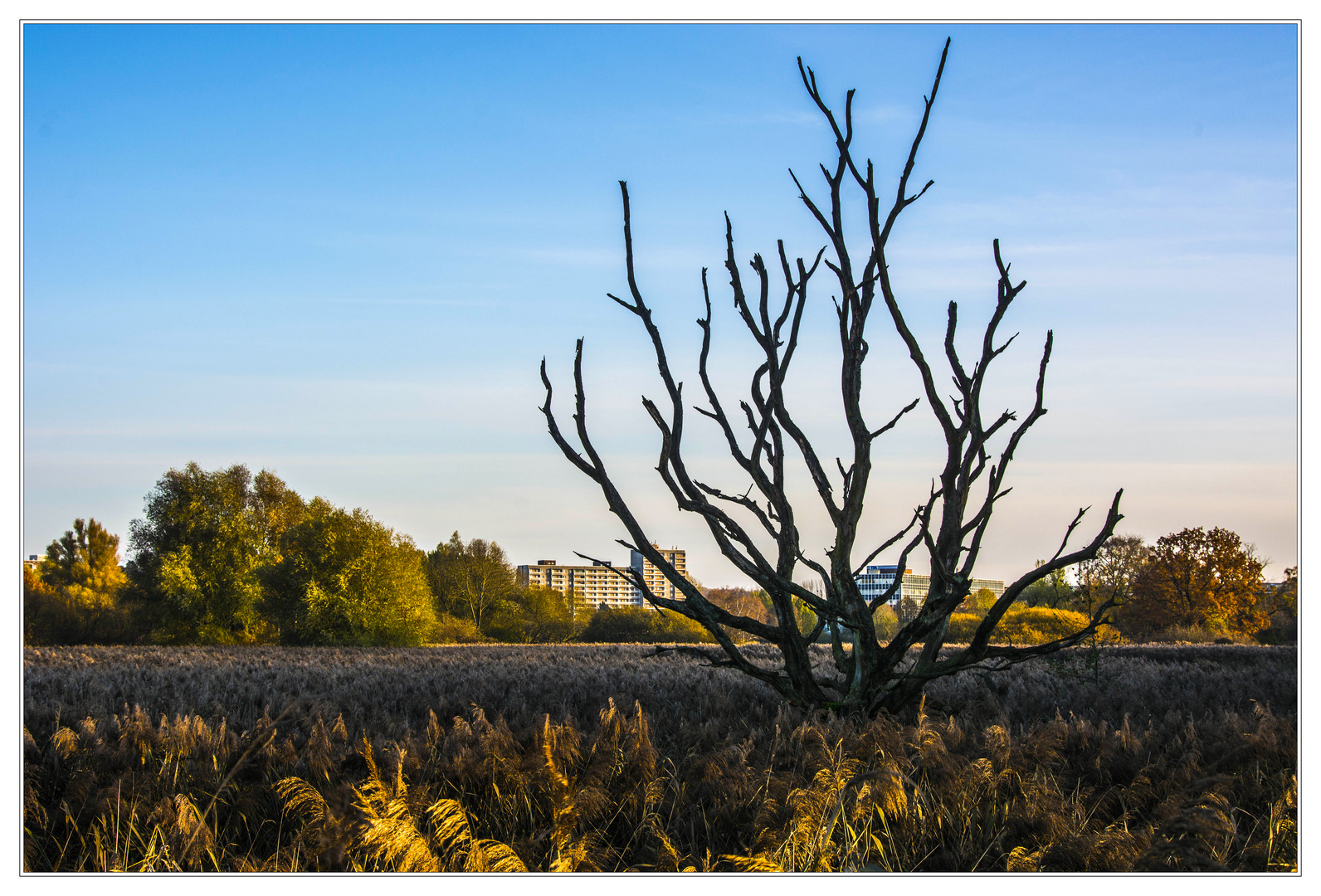 Solitärbaum