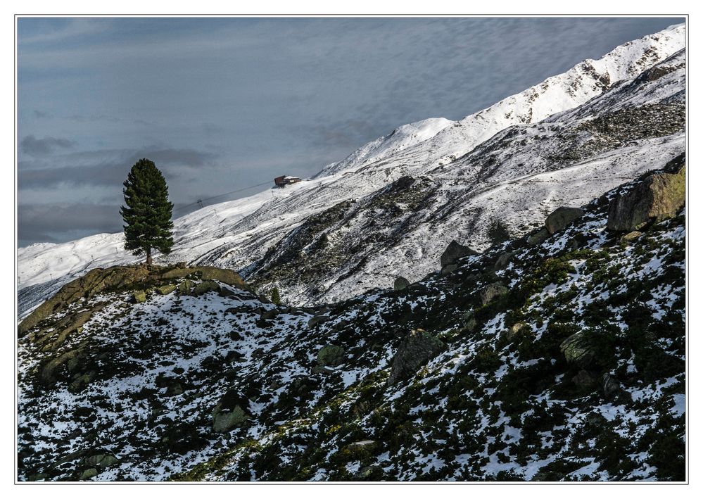 Solitärbaum