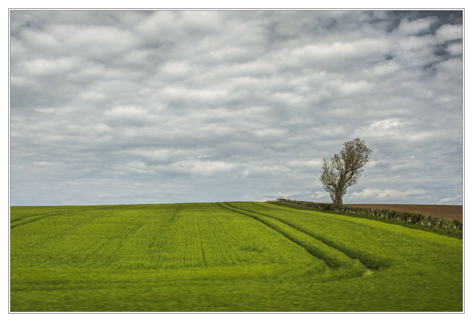 Solitärbaum II