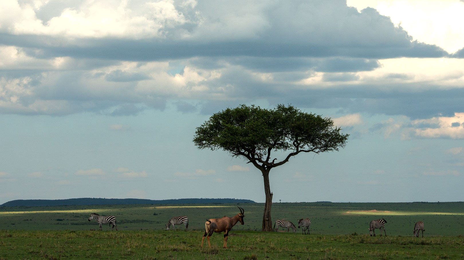 Solitärbaum in der Mara