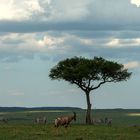 Solitärbaum in der Mara