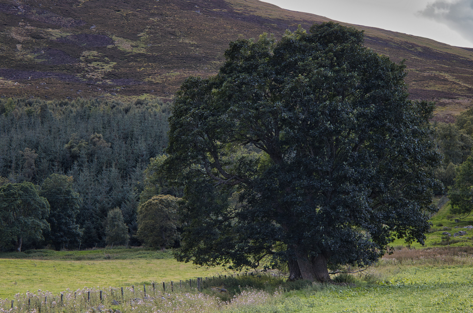 Solitärbaum_MG_9358