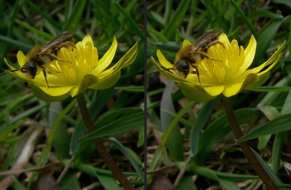 Solitärbiene auf Scharbockskraut