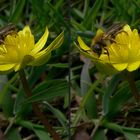 Solitärbiene auf Scharbockskraut