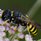 Solitärbiene (Nomada spec.)