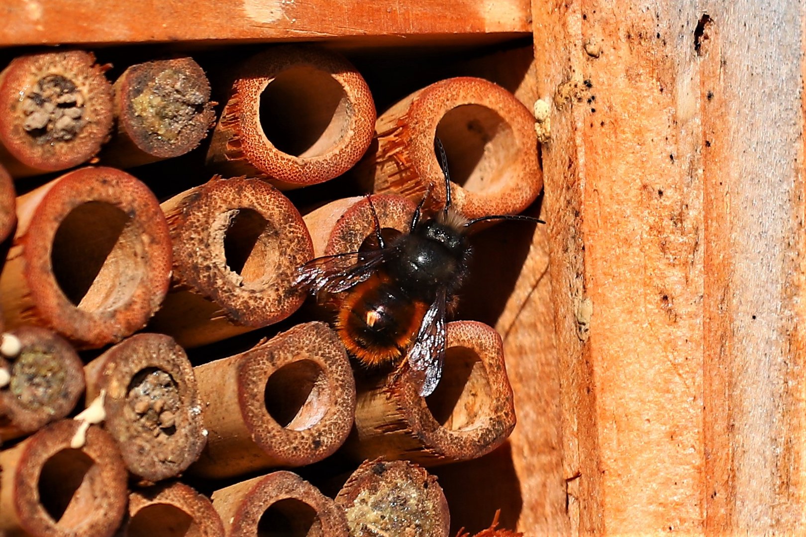 Solitärbienen