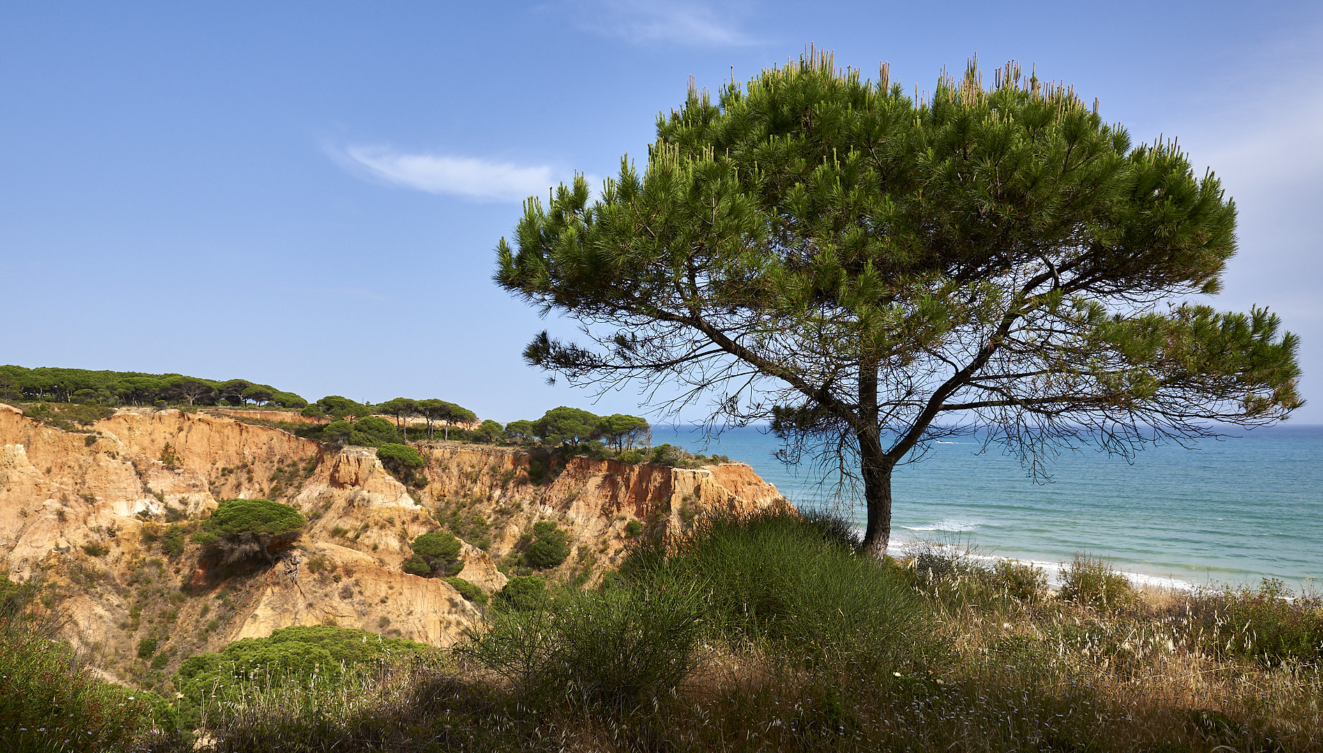 Solitäre: Blickfang an der Sandsteilküste von Praia da Falesia (Algarve) in Portugal.