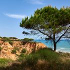 Solitäre: Blickfang an der Sandsteilküste von Praia da Falesia (Algarve) in Portugal.