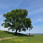 Solitäre Eiche in Frühlingslandschaft