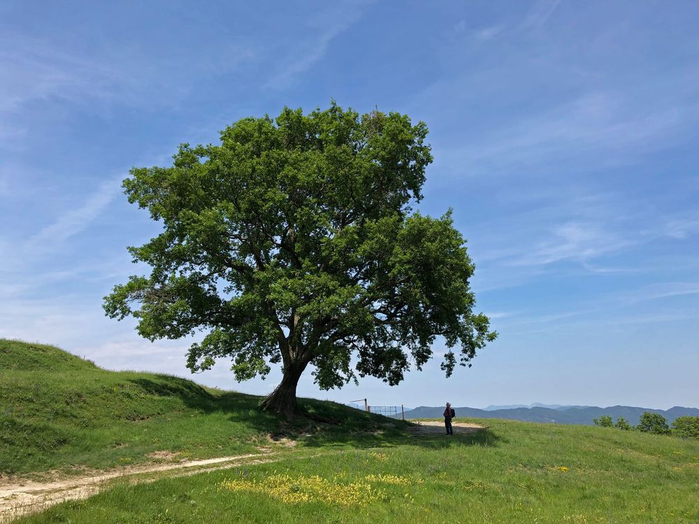 Solitäre Eiche in Frühlingslandschaft