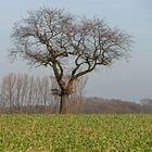 Solitäre Eiche inmitten der Zwischenfrucht