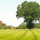 Solitäre Eiche mitten im Gerstenfeld (südl. Münsterland)