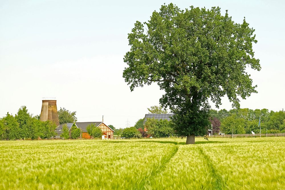 Solitäre Eiche mitten im Gerstenfeld (südl. Münsterland)